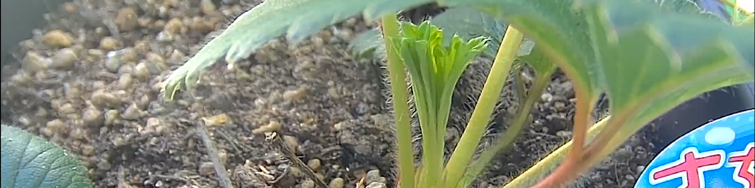 いちご栽培中！