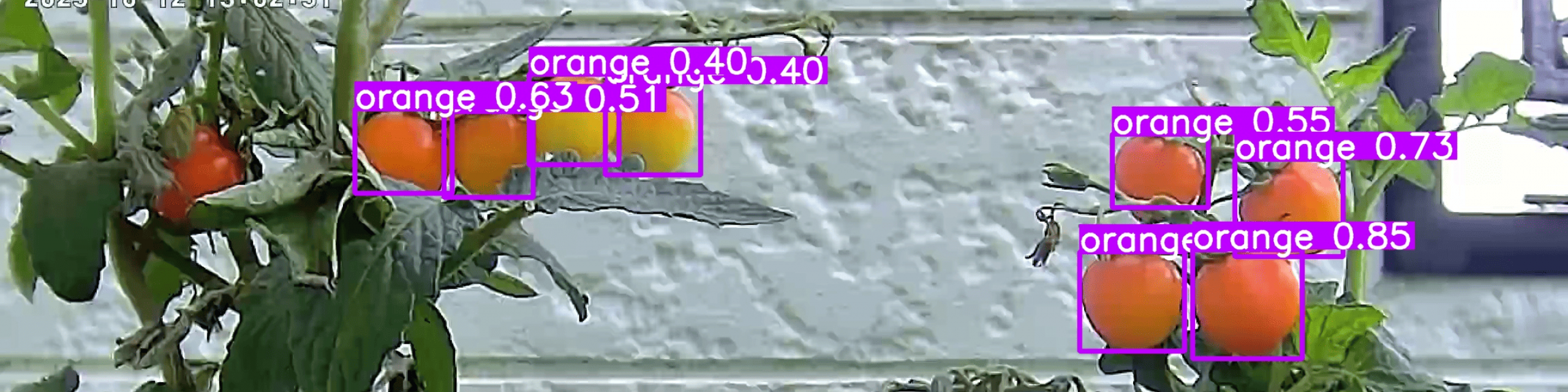 トマト栽培状況！
